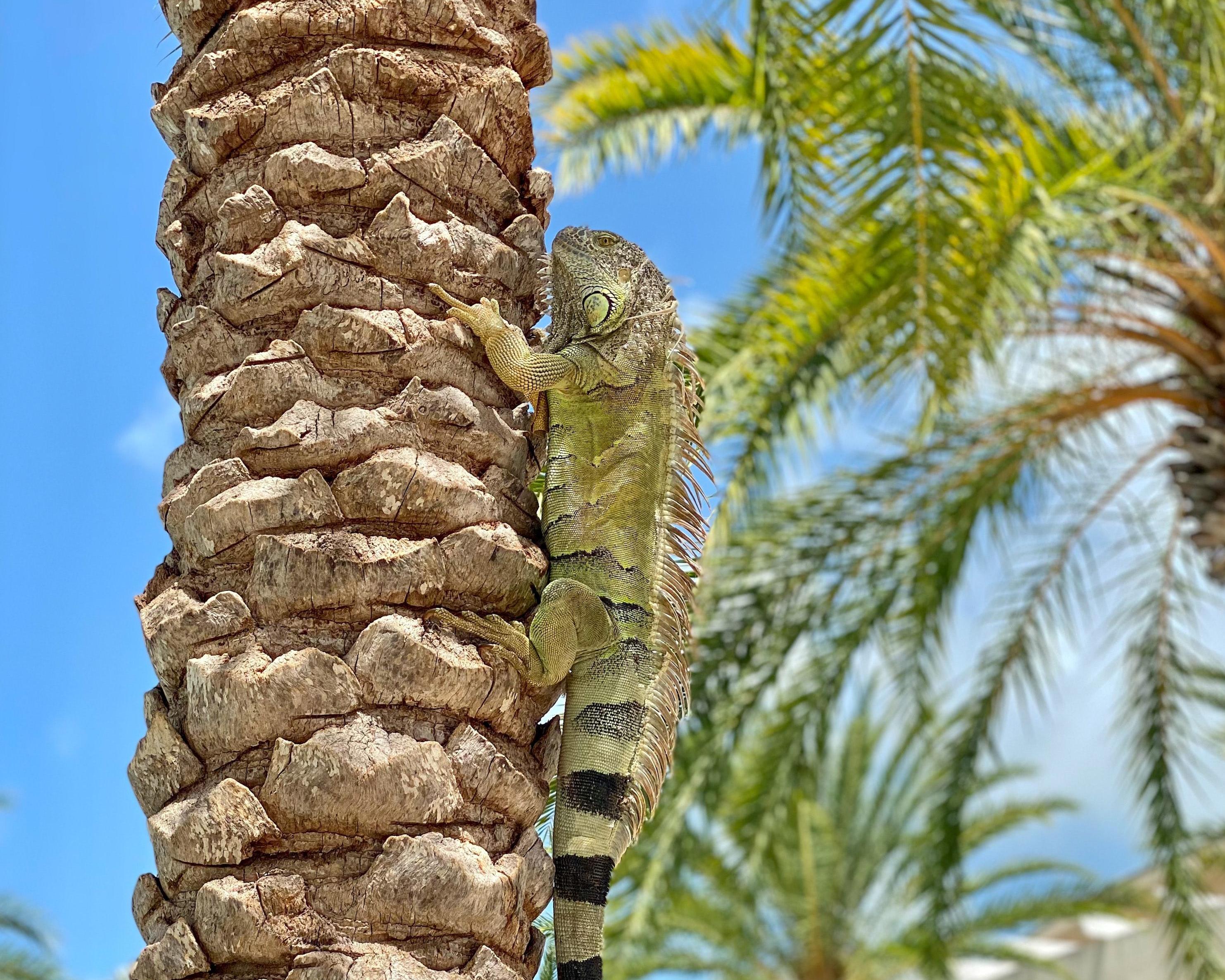 Het mooiste van Florida