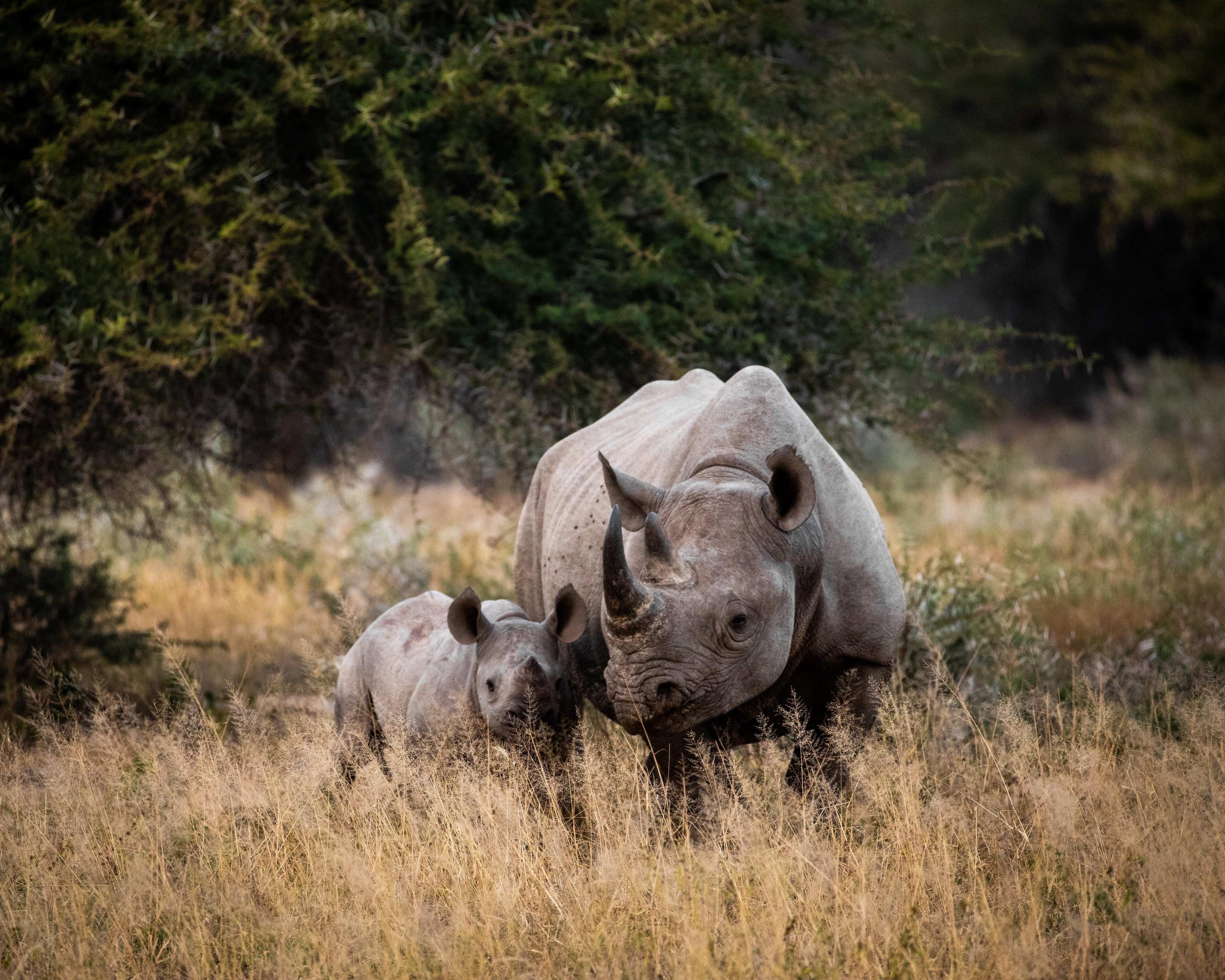 Kaap, wijn & safari