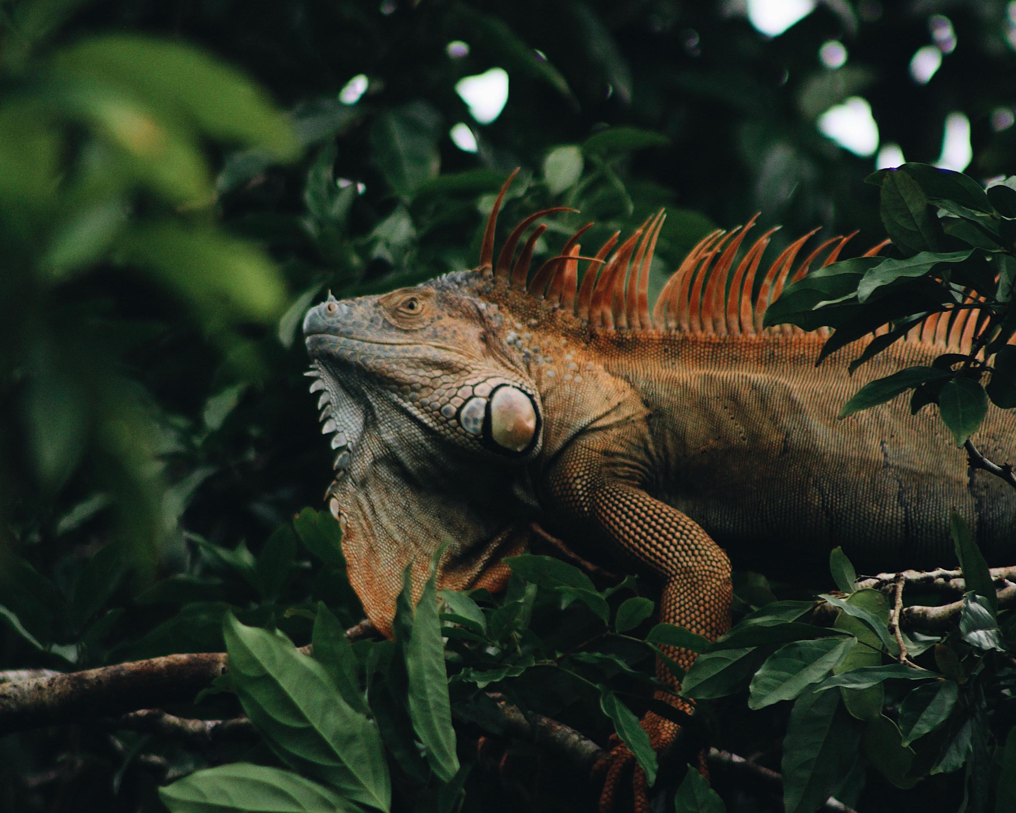 Hoogtepunten van Costa Rica