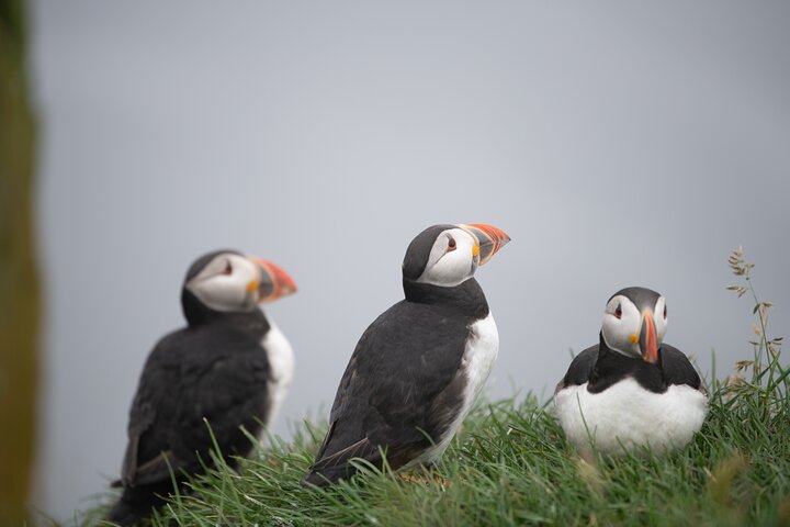  Sejur Copenhaga & Insulele Feroe - iunie 2026
