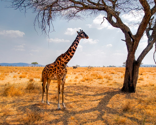 Safari Nairobi Parque Nacional Kenia y la Isla Zanzibar