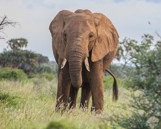 Samburu National Reserve, Kenya