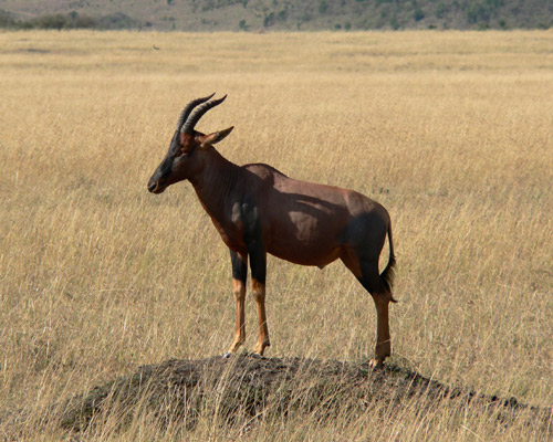 Maasai Mara, Kenya