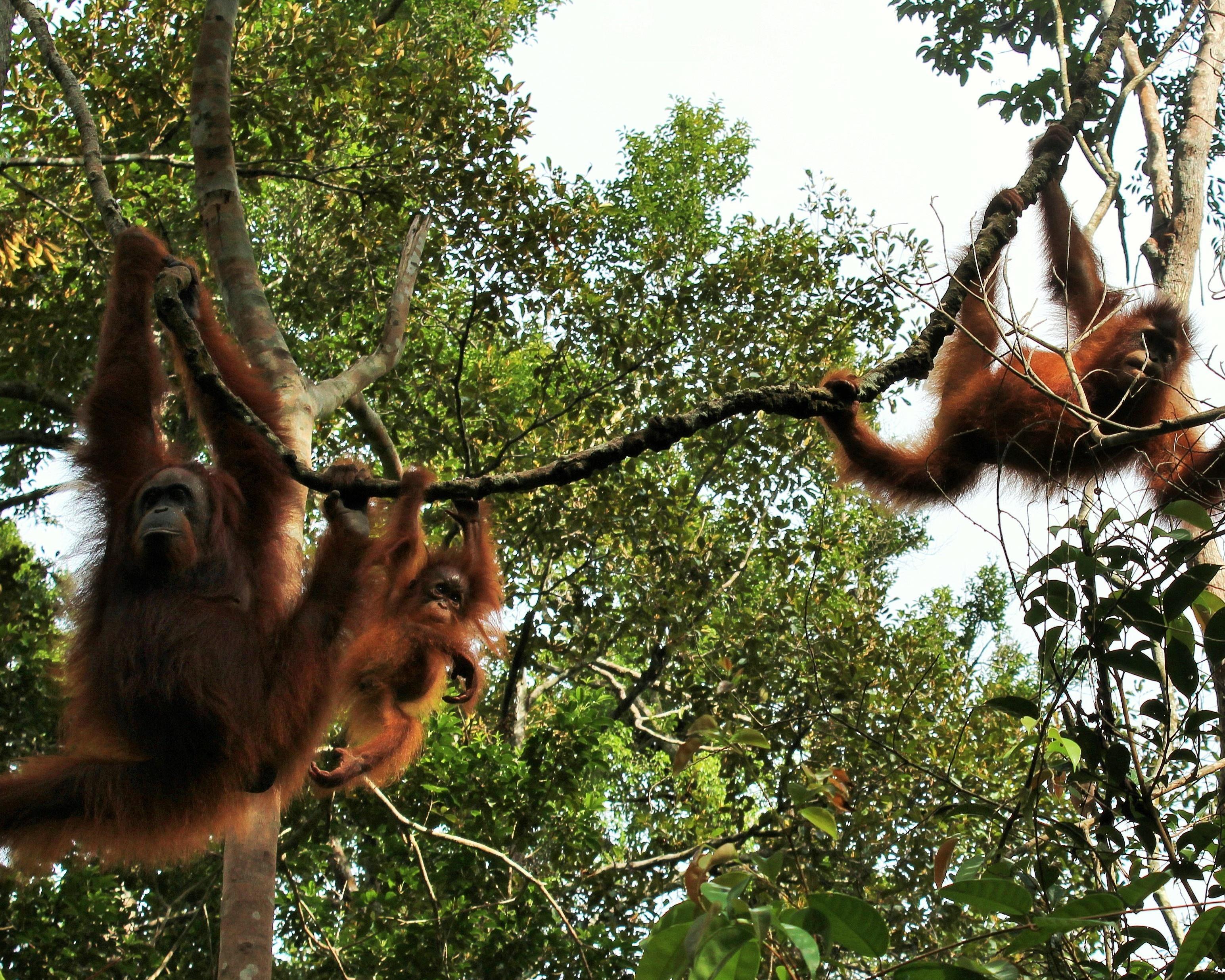 Tanjung Puting National Park, Indonesia
