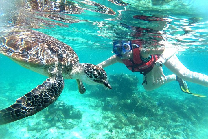 Inoata cu testoasele in Cancun, Mexic - ianuarie 2026