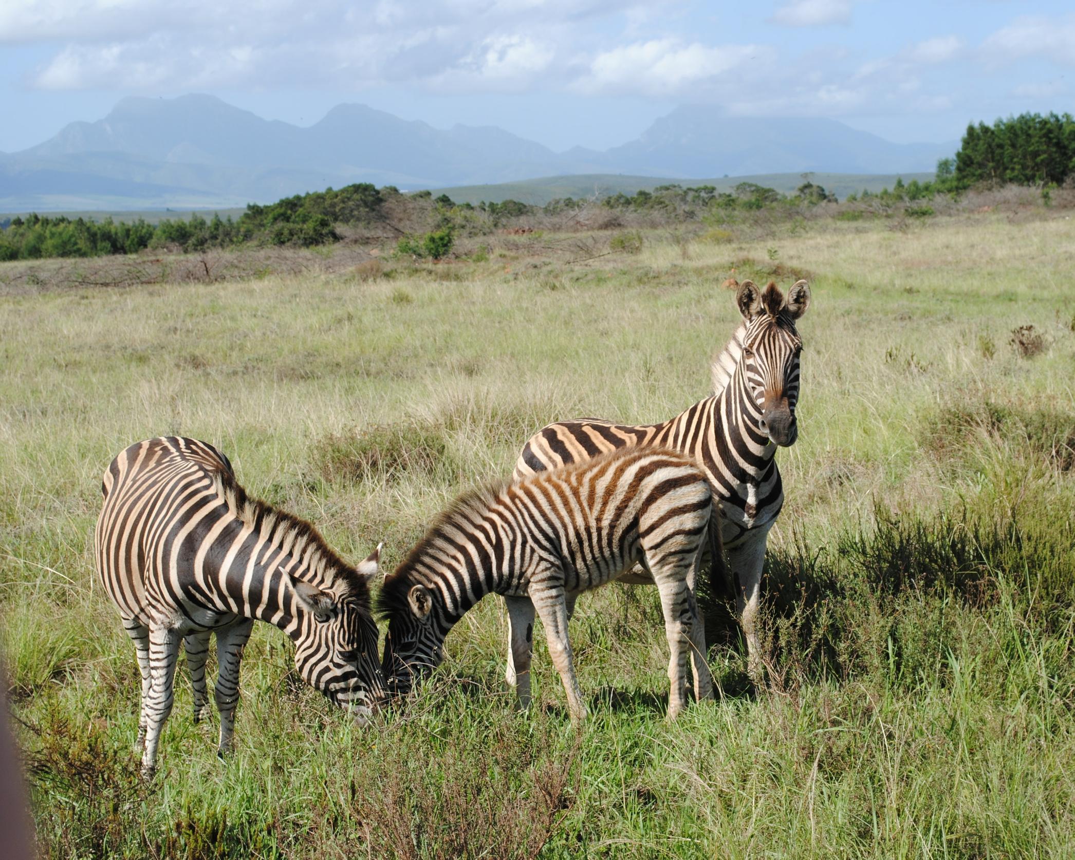 Gondwana Wildreservat