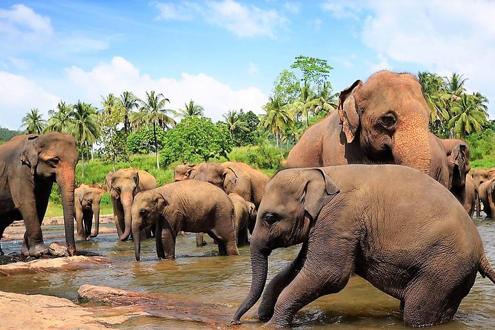  Sejur Colombo, Sri Lanka & plaja Marari, India - februarie