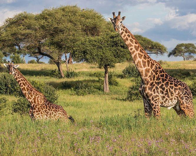 Impressionen der Wildnis Safari