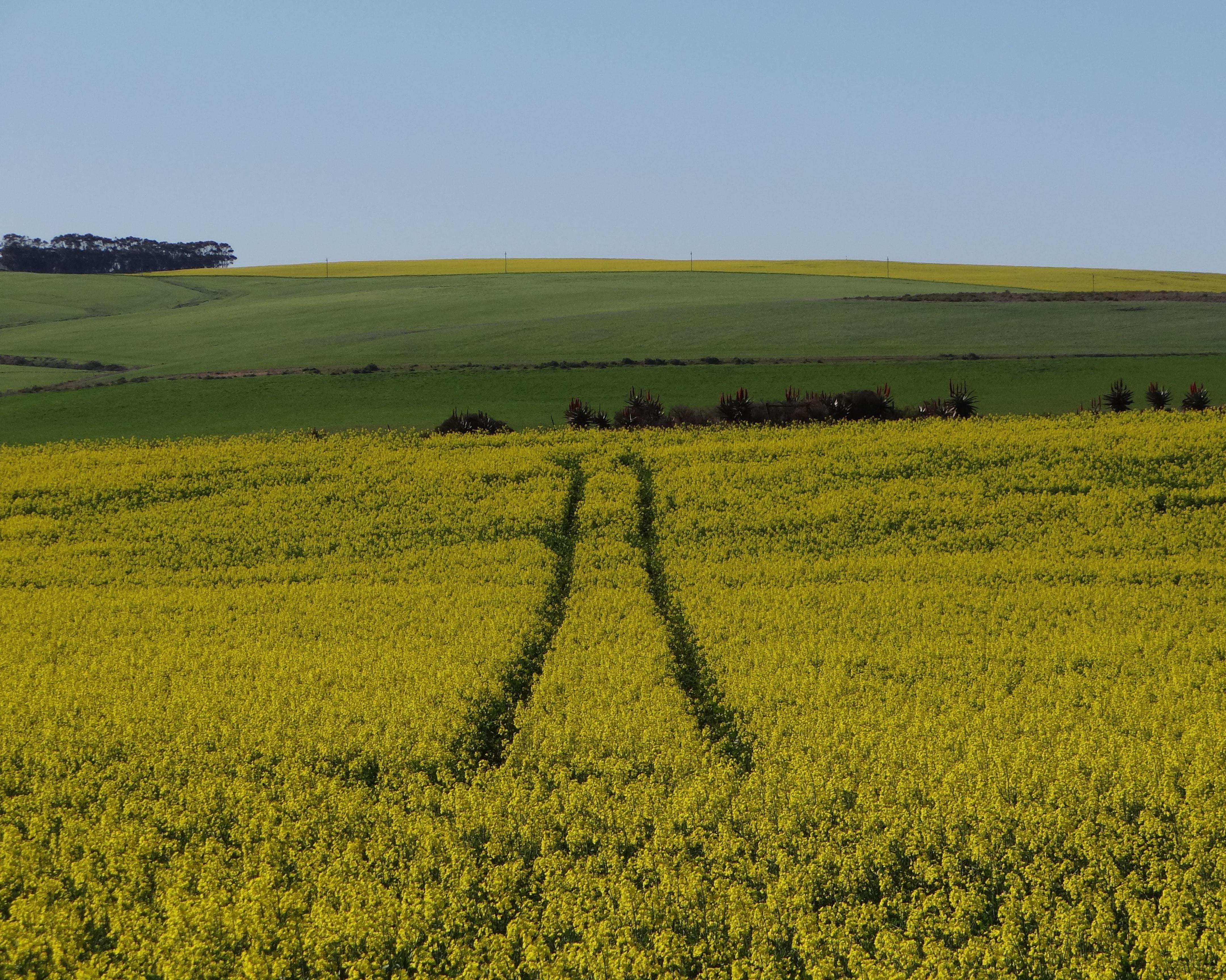 Ontdek de Tuinroute en het Amakhala Nature Reserve