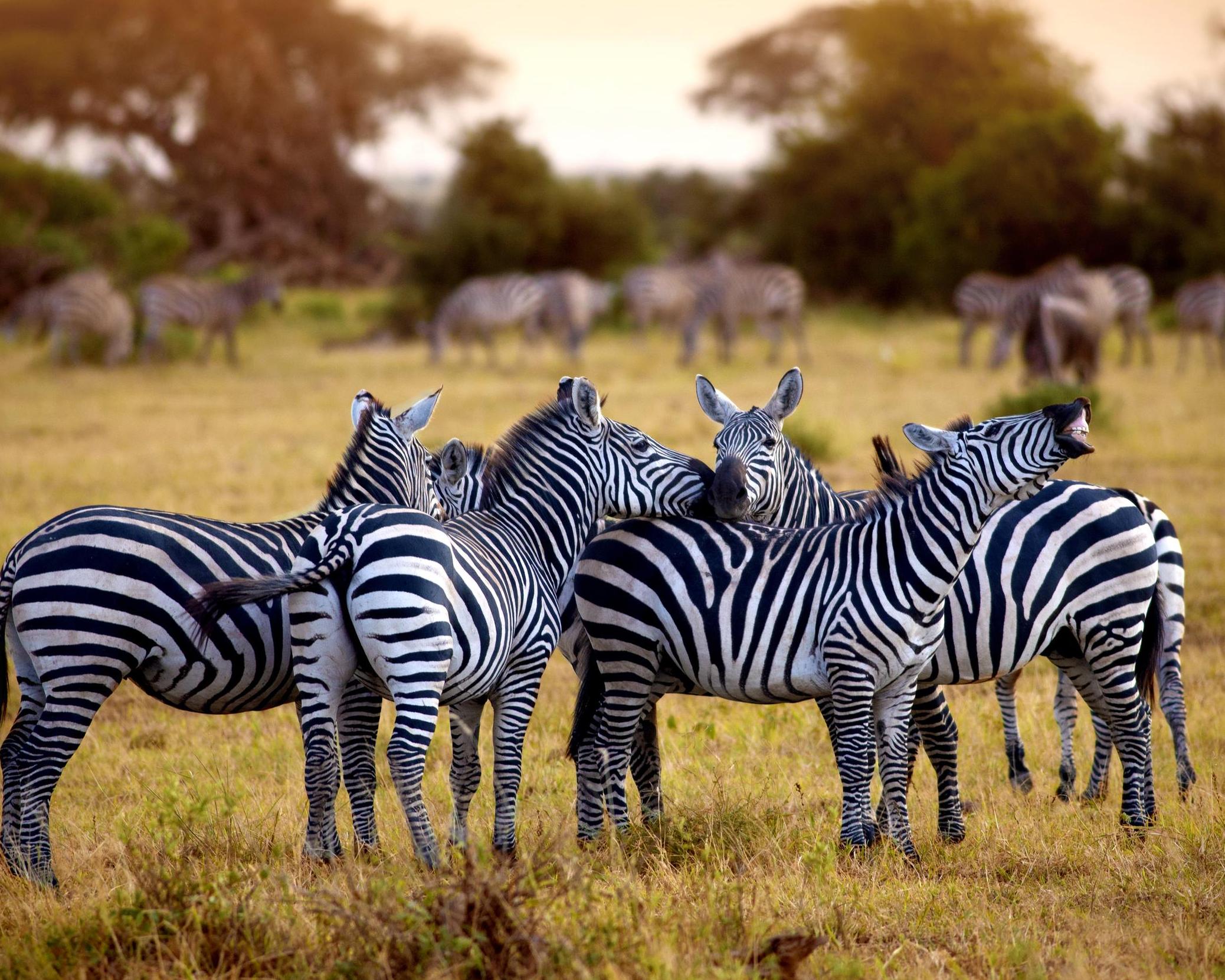 Impressionen der Wildnis Safari
