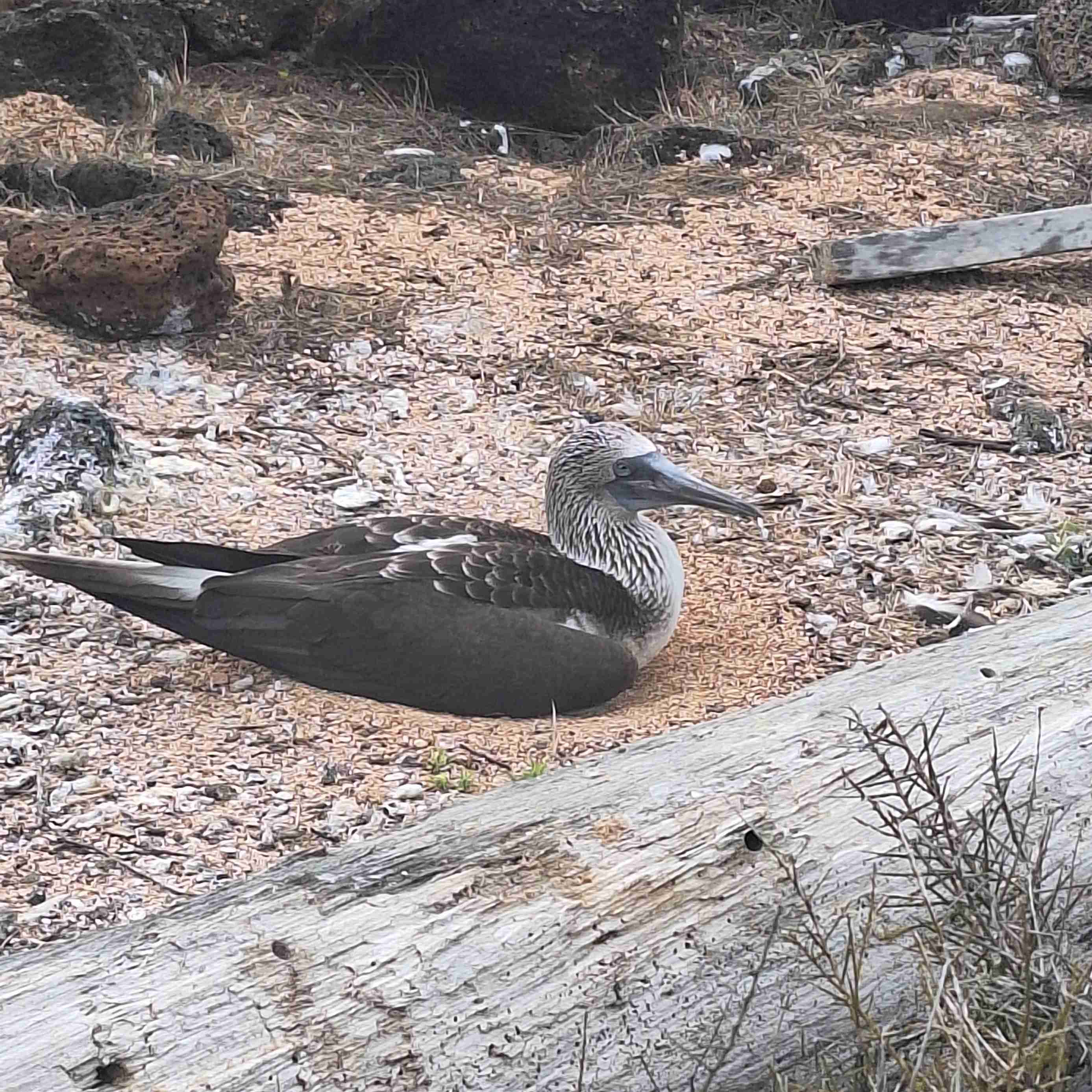 Santa Cruz Island, Galapagos Islands