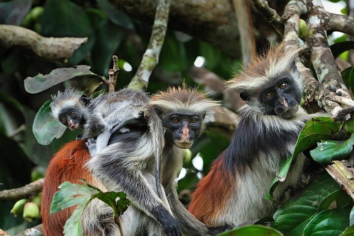 Descopera cu familia - Zanzibar, Tanzania - octombrie 2025