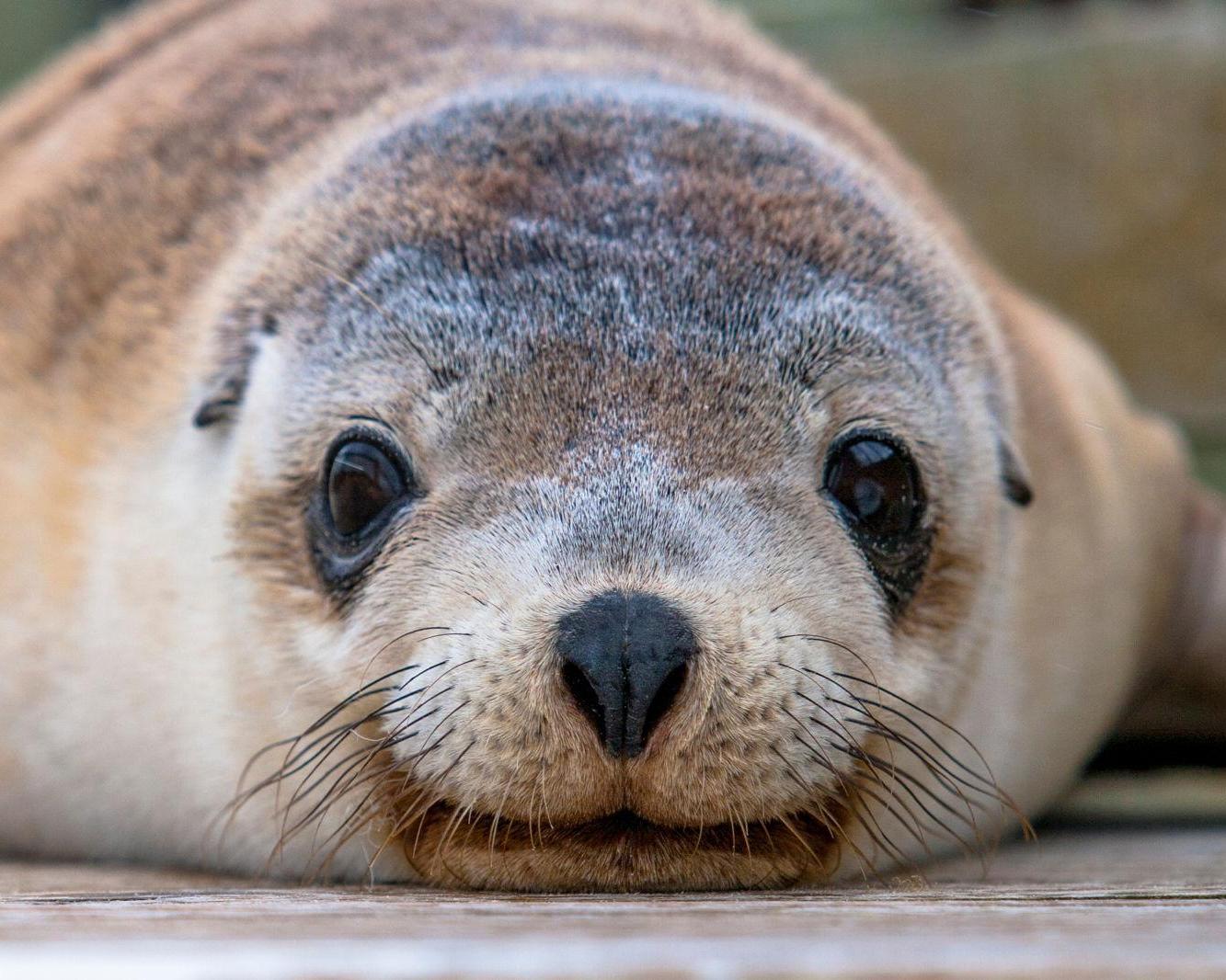 Kangaroo Island Seafront Holiday Park