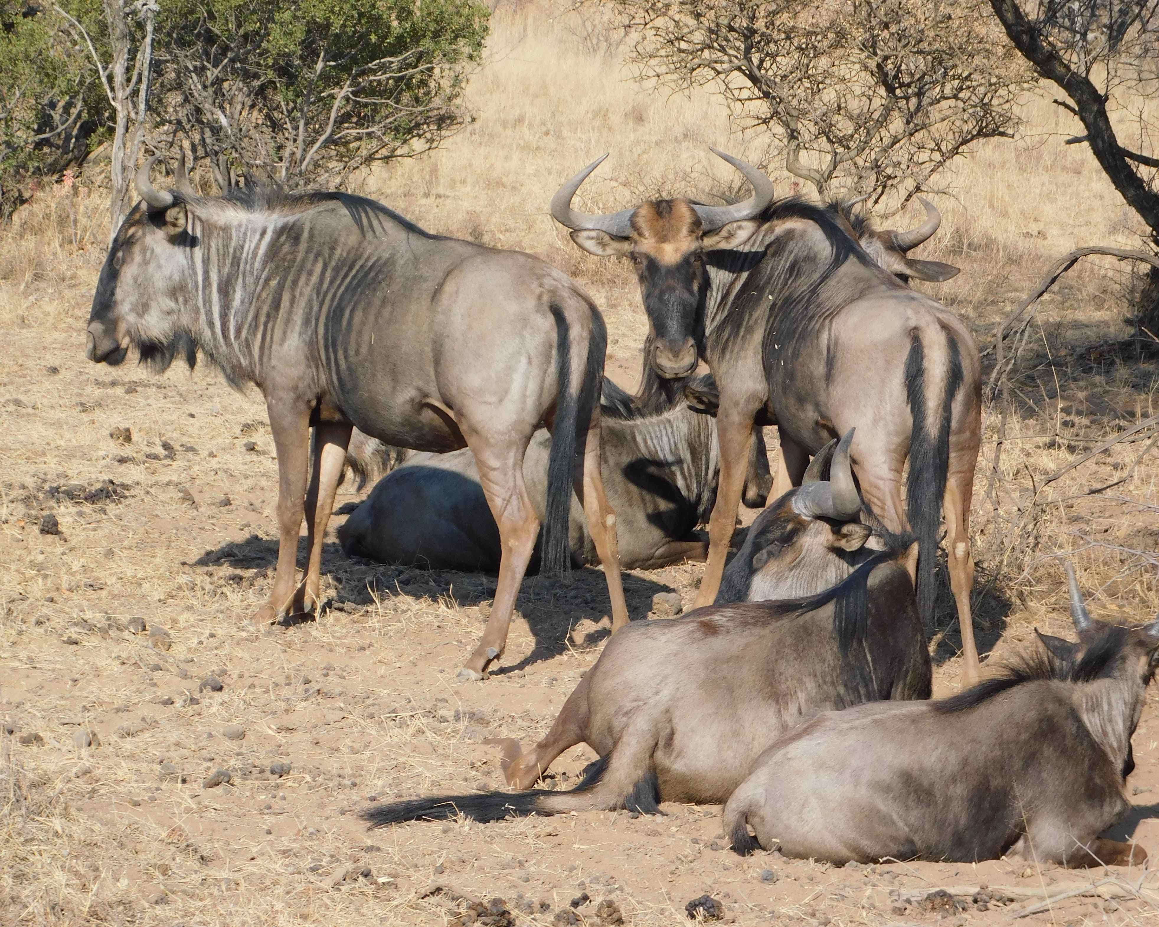 Johannesburg mit Safari und Ausflug & Erholung auf Mauritius