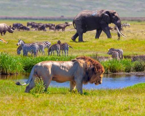 Baden auf Sansibar & Serengeti Safari mit Nationalparks