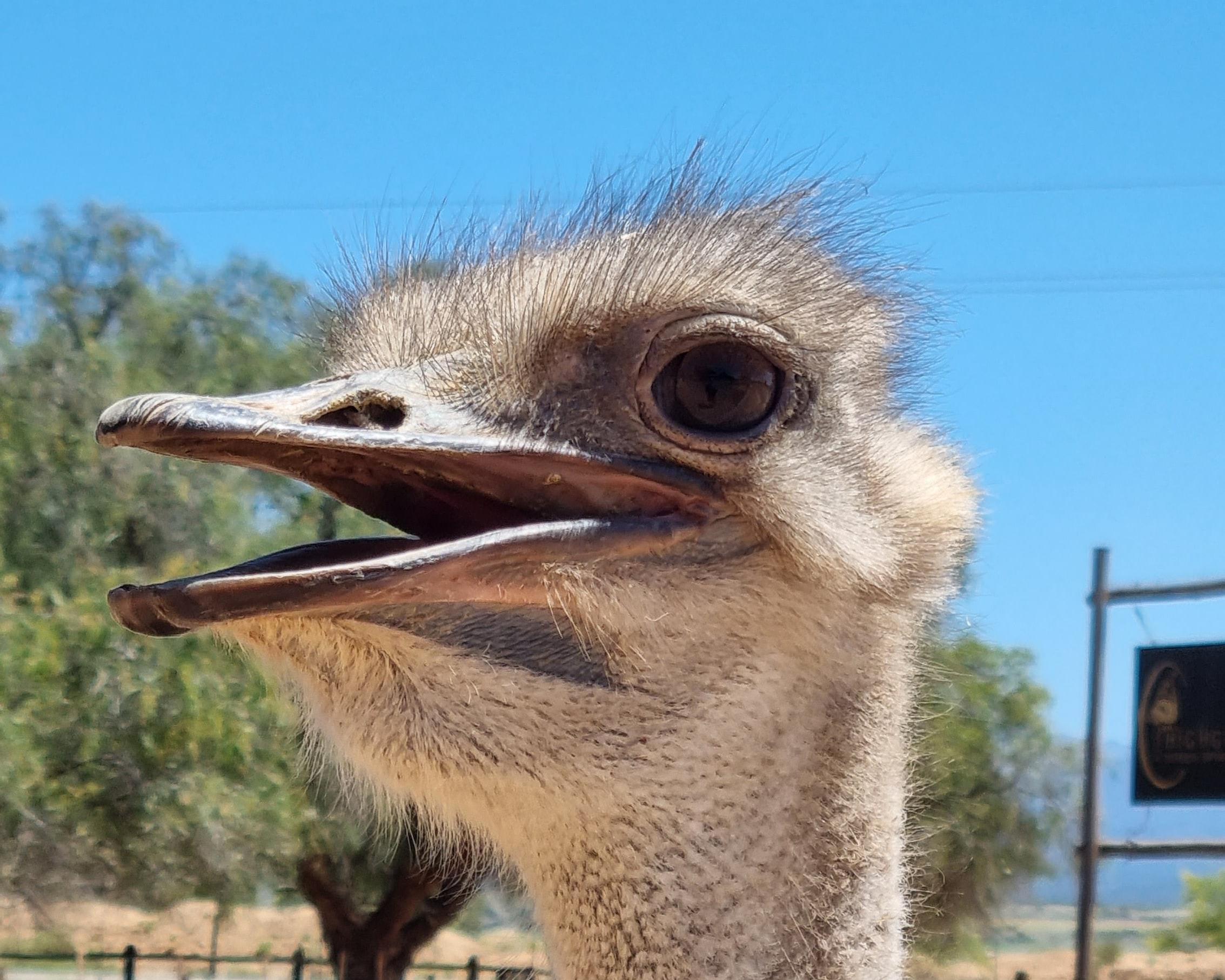 Ontdek de Tuinroute en het Kariega Game Reserve