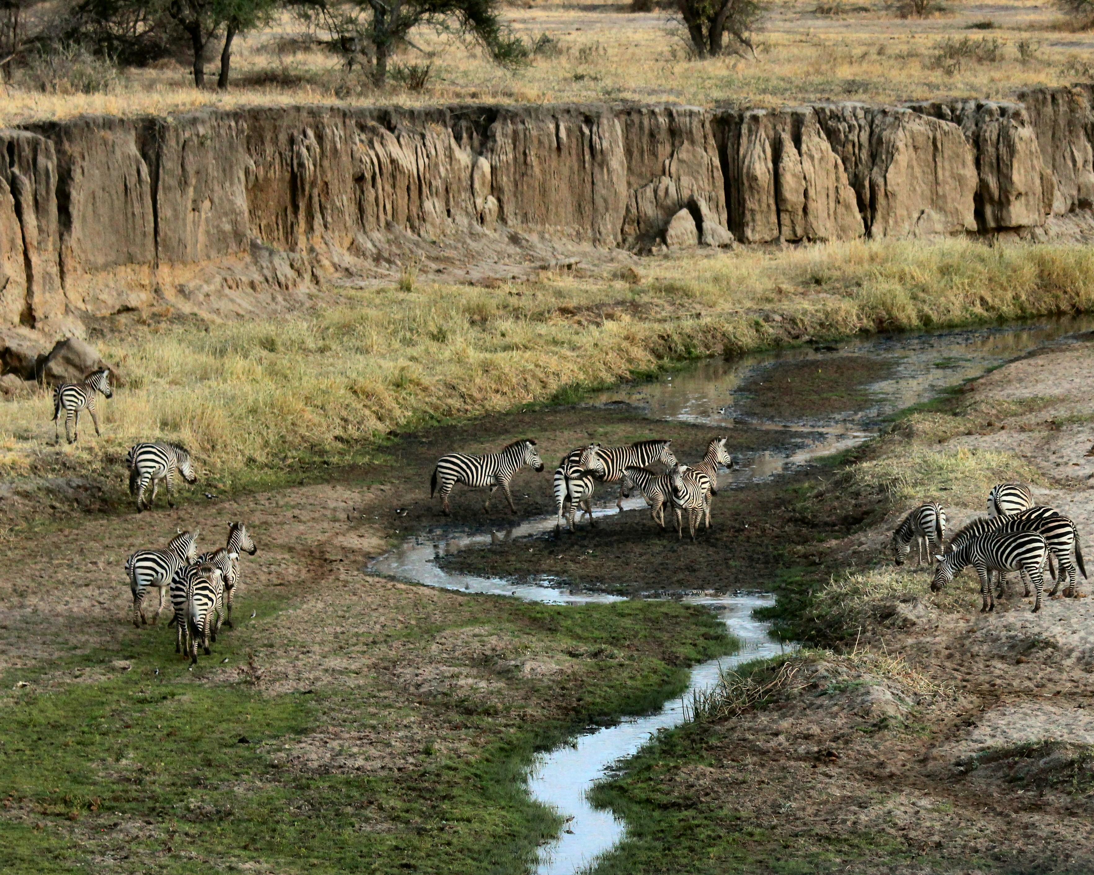 Safari "Abenteuer Tansania" & Baden Sansibar