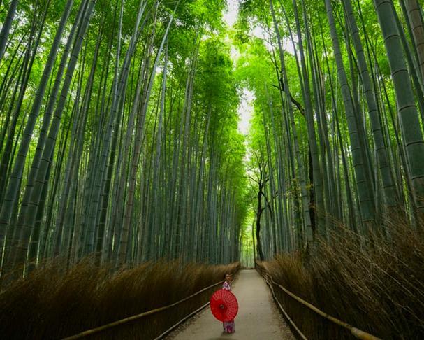 Treinreis Japan - 13 dagen afbeelding