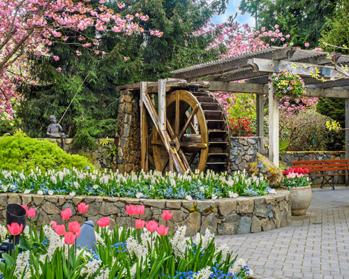 De beren en walvissen van Vancouver Island