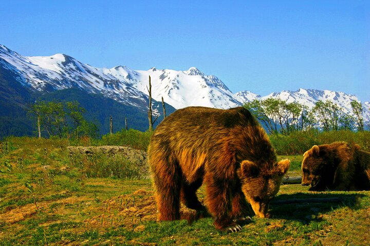 Alaska met kinderen: op zoek naar Grizzlyberen - 18 dagen afbeelding