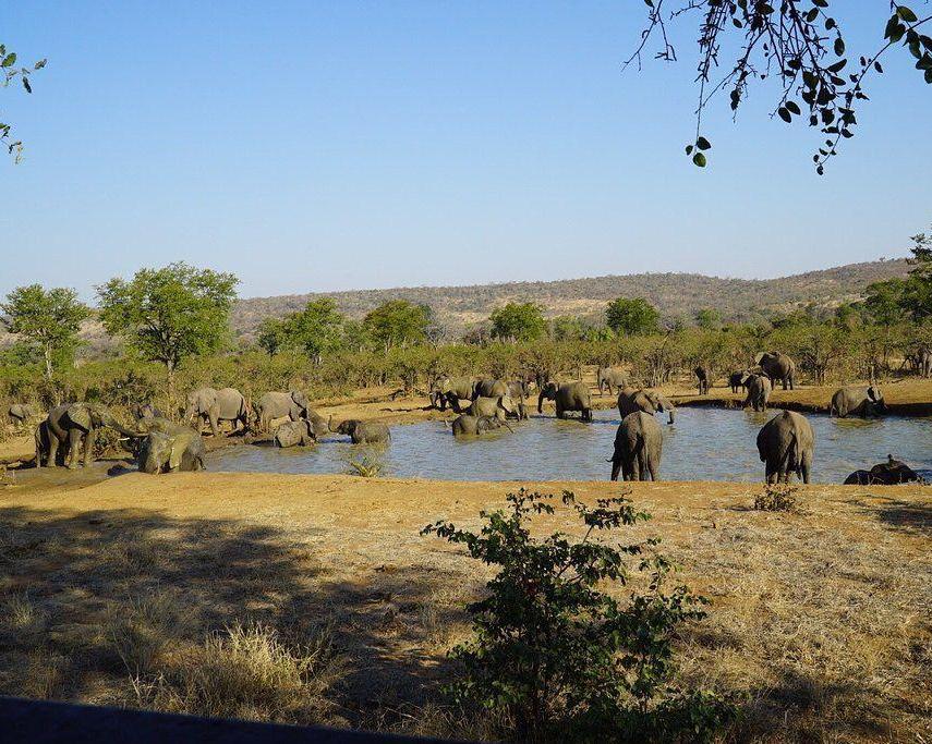 Safari Zuid-Afrika & strand Mauritius