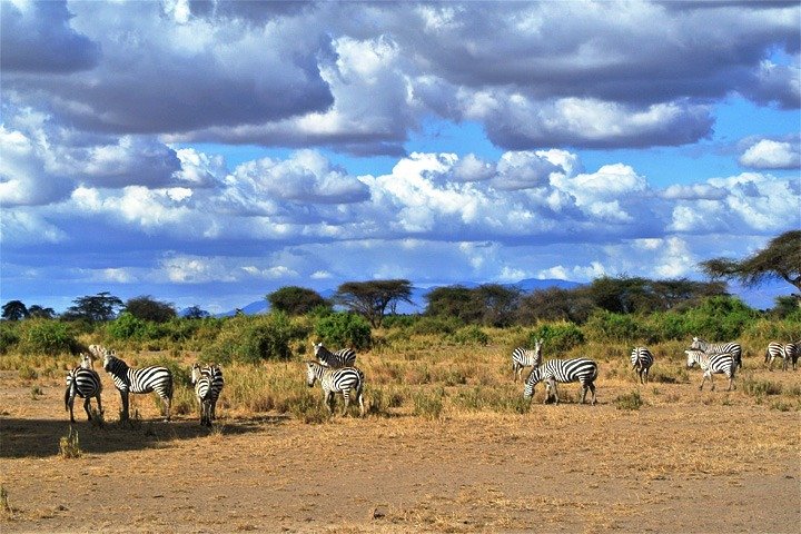 Sejur Charter Safari Tsavo Est & plaja Bamburi, Kenya