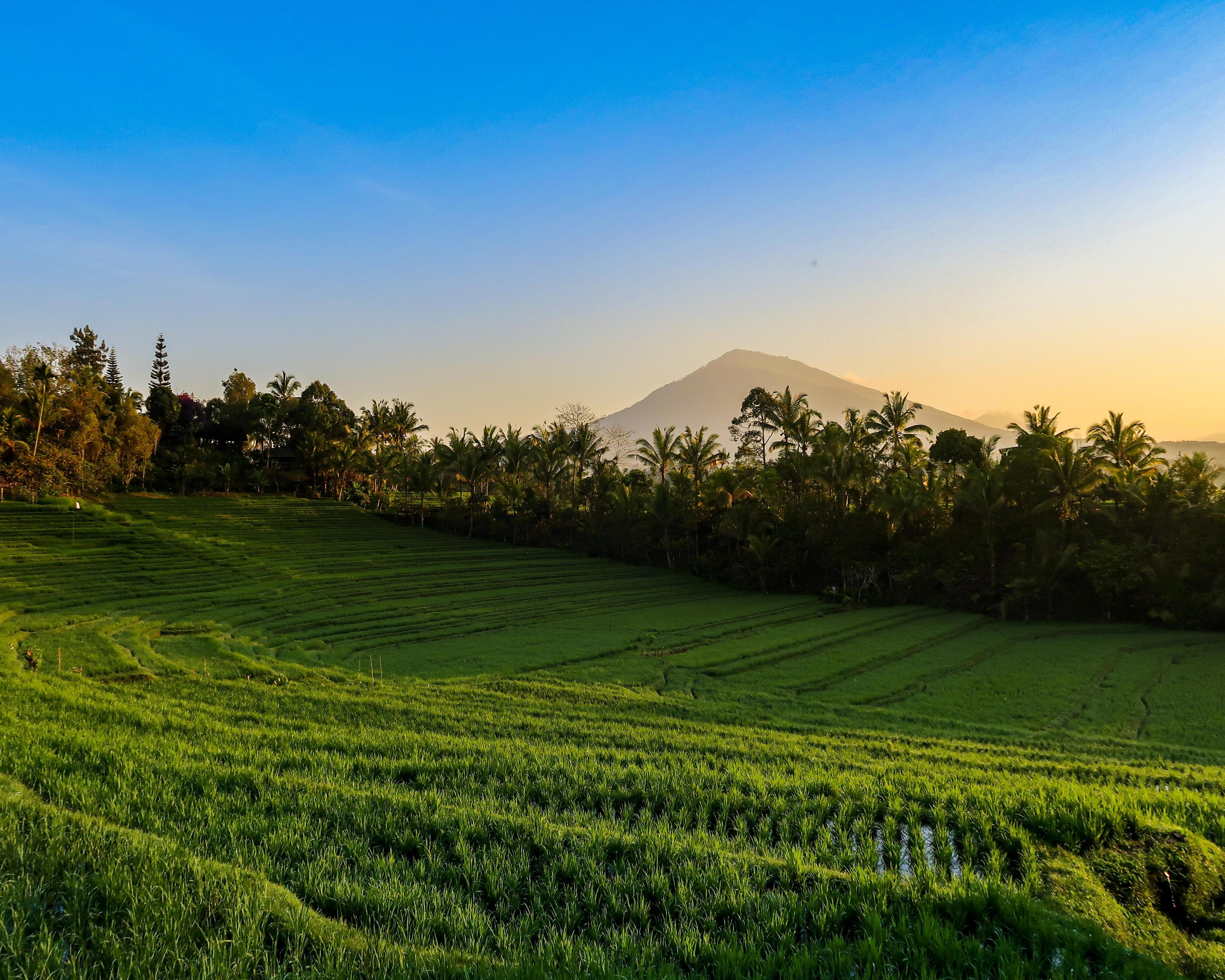 Belimbing, Indonesia