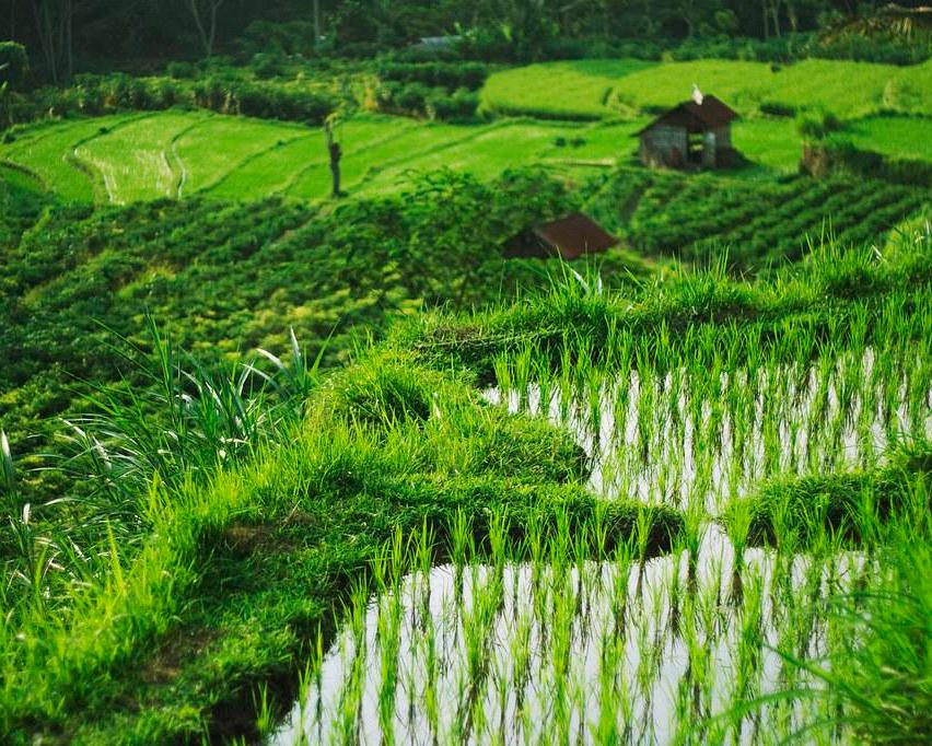Het beste van Java en Bali