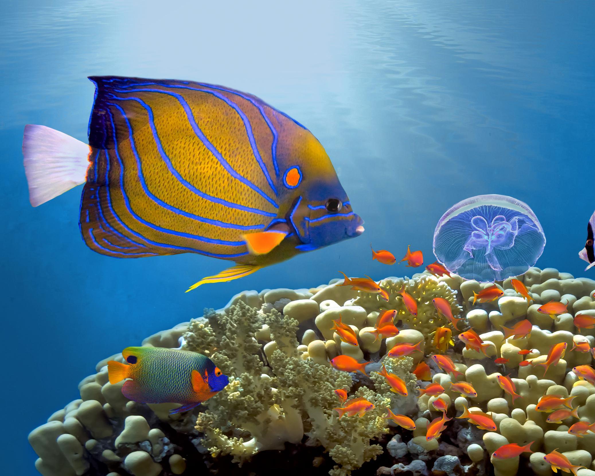 Sejur plaja & snorkelling, Sharm el-Sheikh, Egipt - aprilie