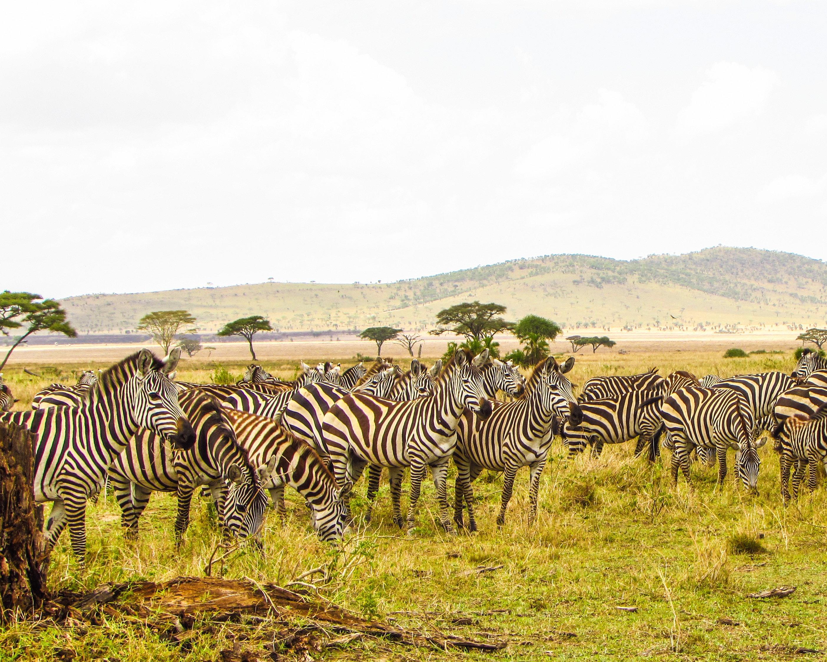 Safari "Selous Wildreservat" & DeLuxe Hotel auf Sansibar