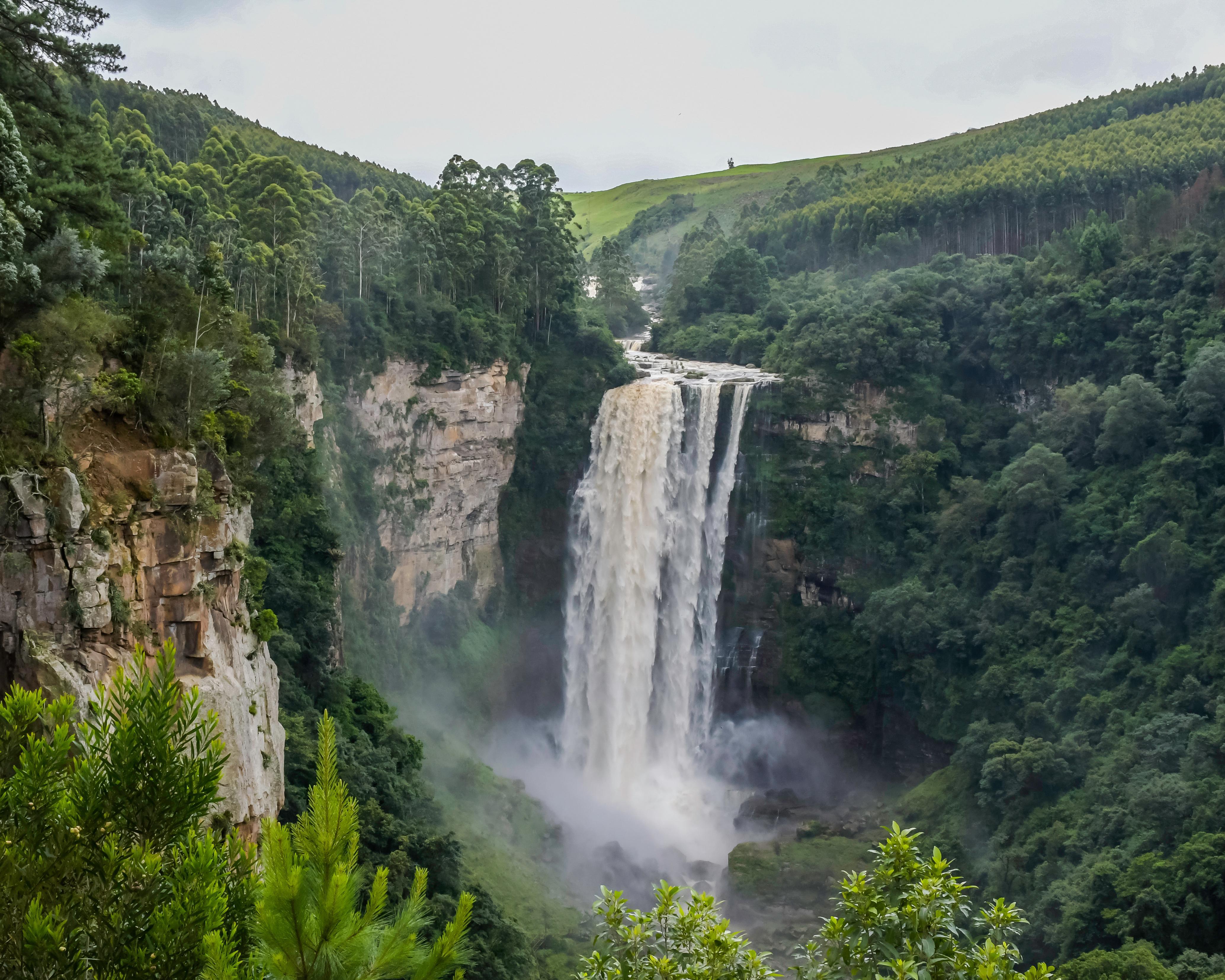 Pongola