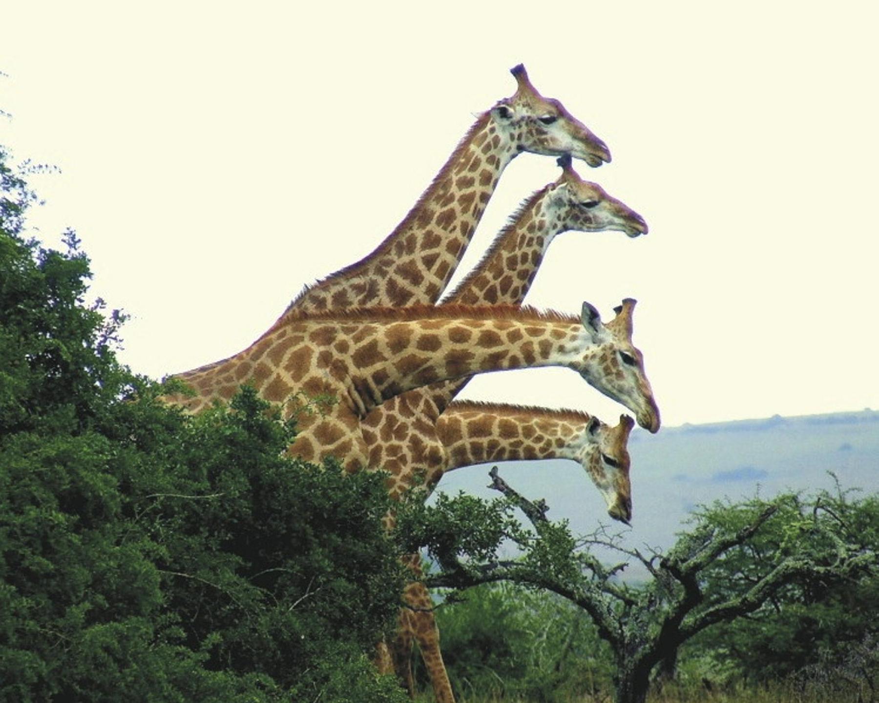 Hoogtepunten van Zuid-Afrika