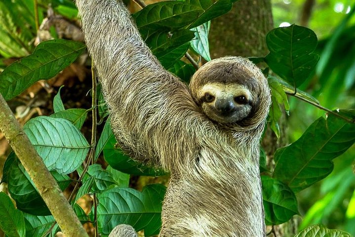  Nature & Wildlife Costa Rica - Self Drive - ianuarie 2027