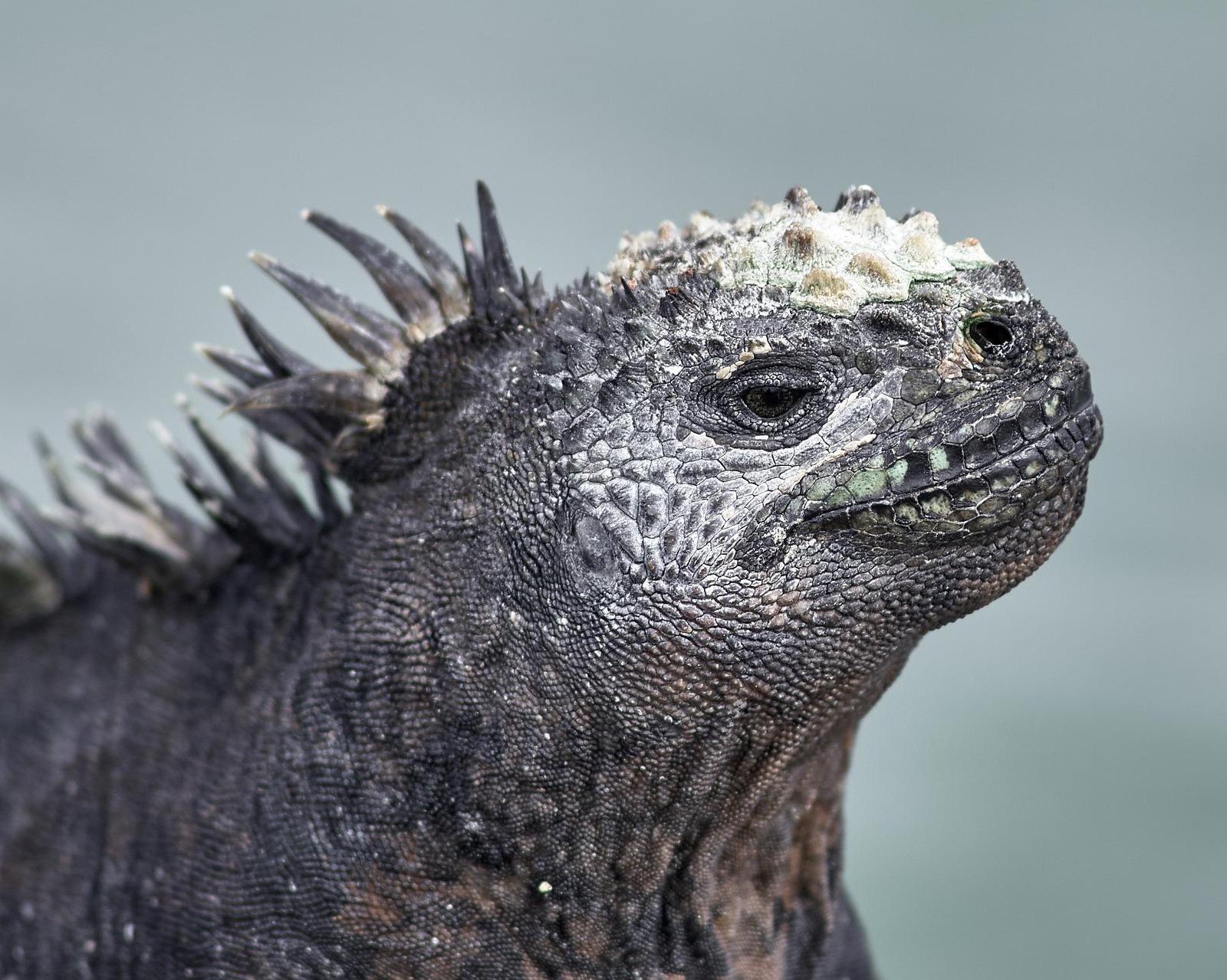 Kreuzfahrt auf der Galapagos Legend "Nord-Zentral"