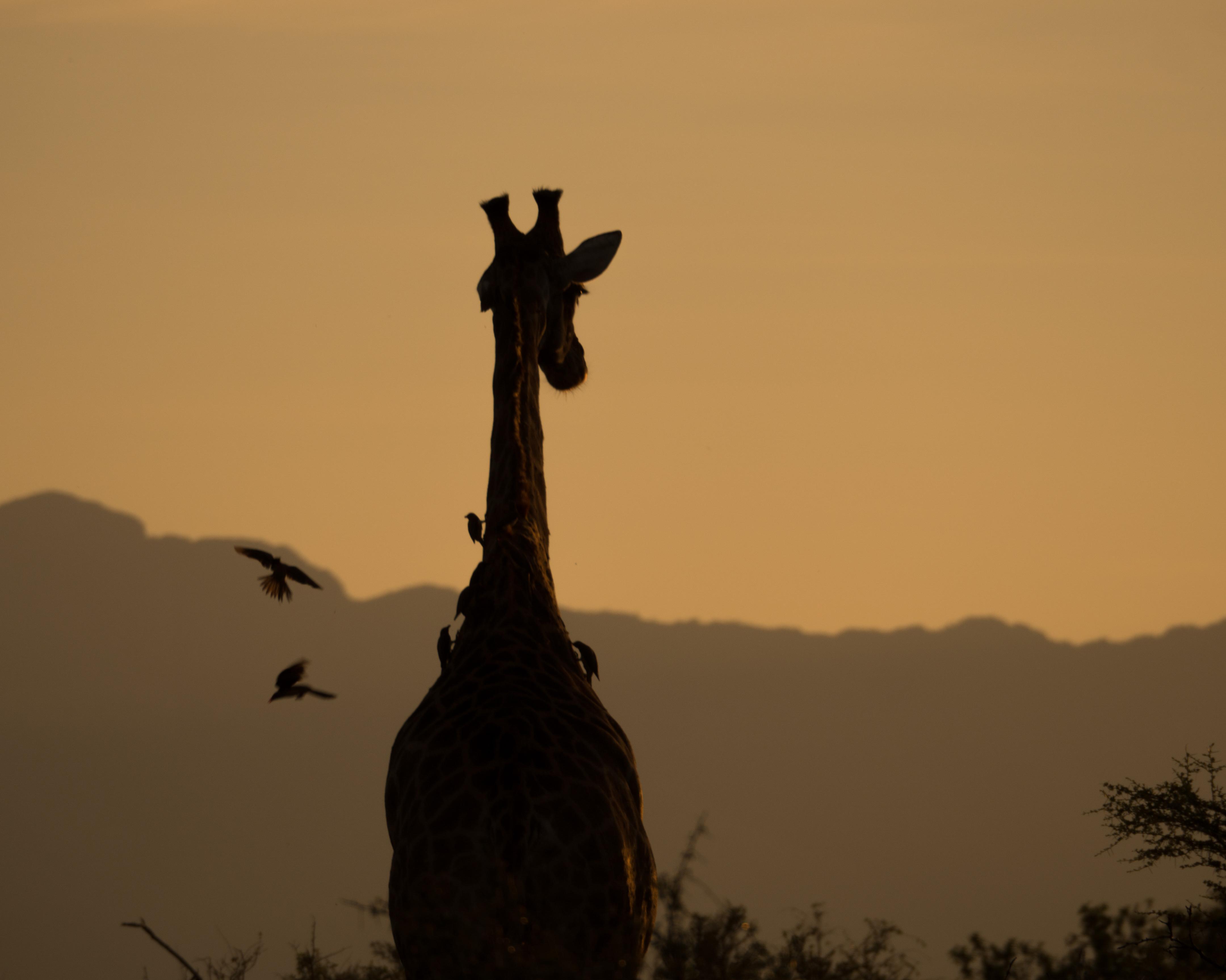 Makalali Reserve, South Africa