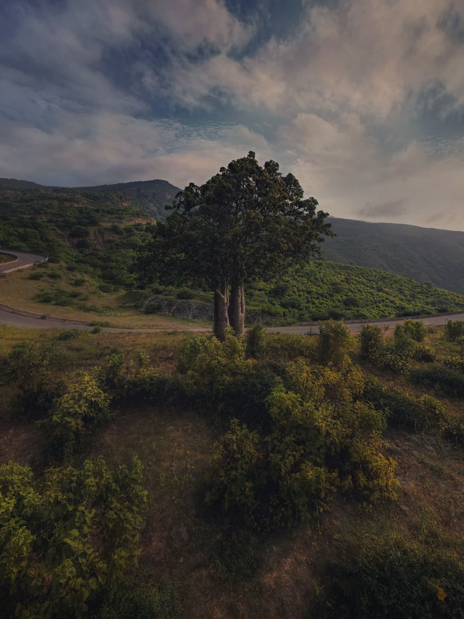 Baobab Tree