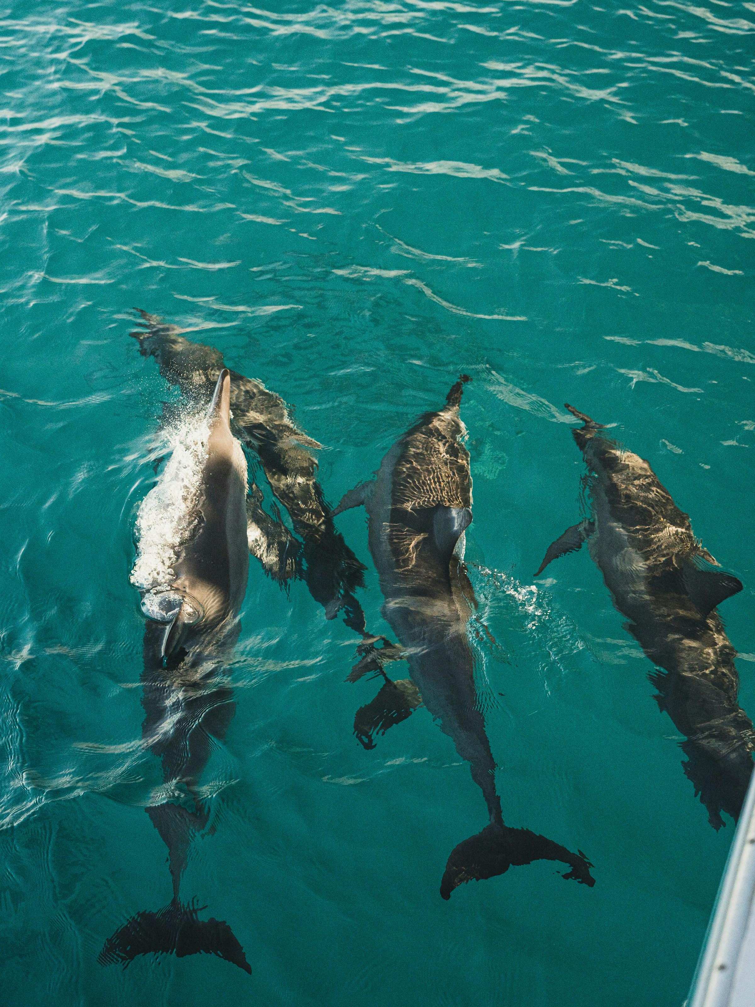 Delfini e balene