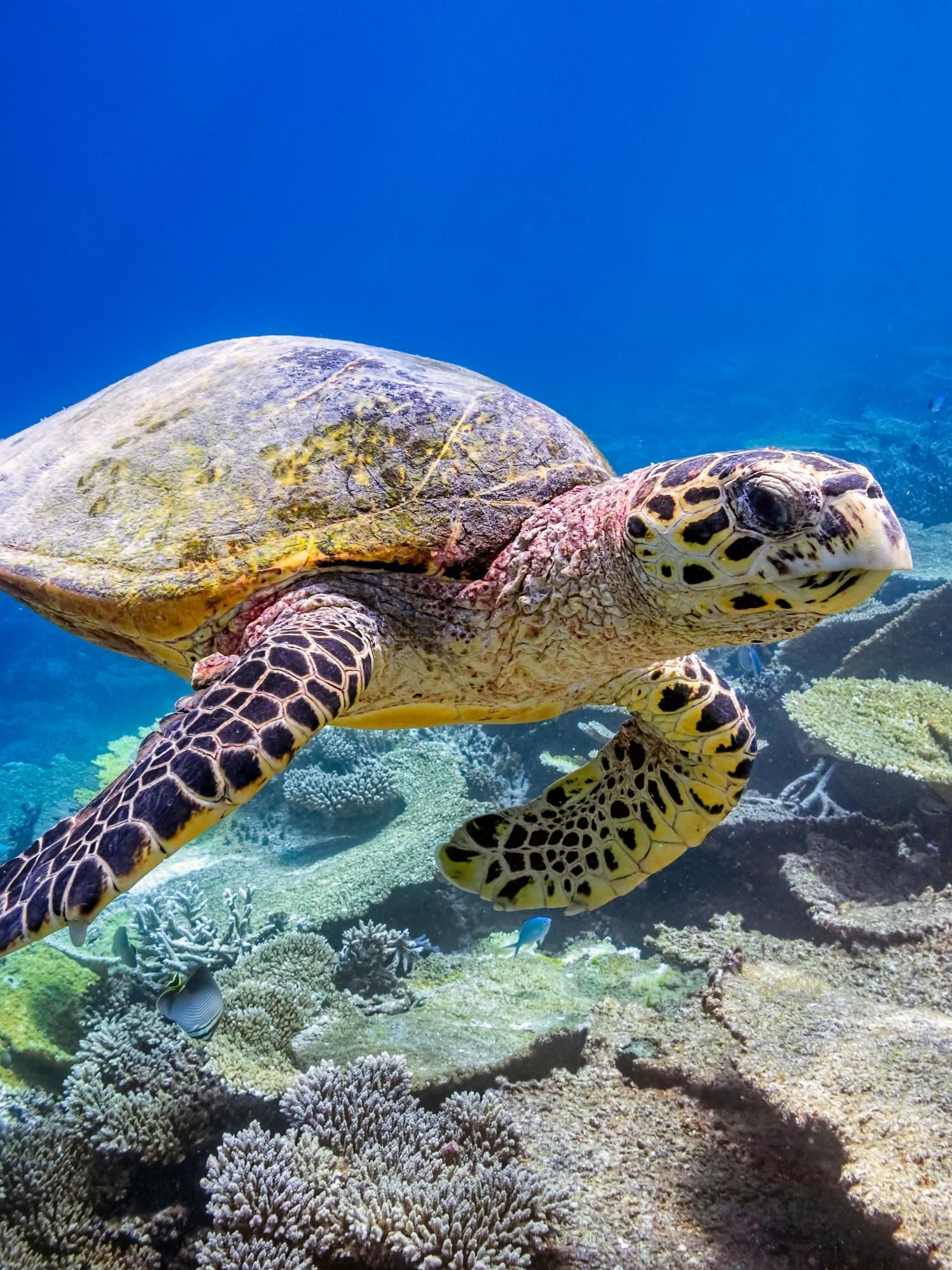 Tartarughe marine